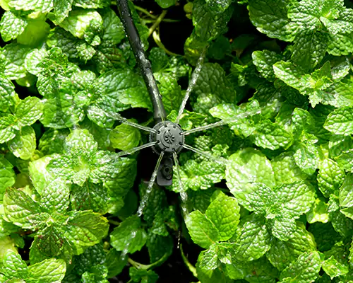 การชลประทานแบบไมโครสปริงเกอร์: การเปิดศักราชใหม่ของการชลประทานแบบประหยัดน้ำที่มีประสิทธิภาพ