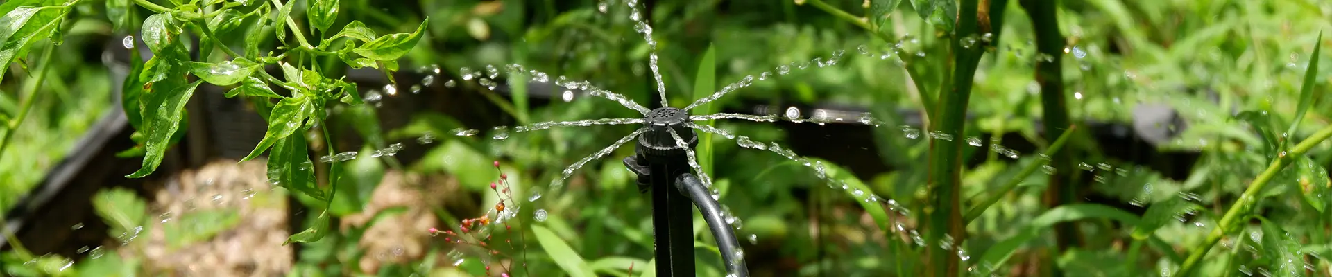 การชลประทานแบบหยด