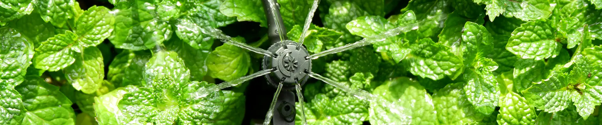 ไรเซอร์