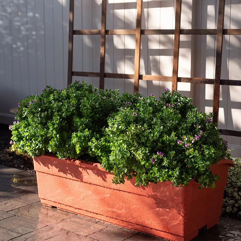 กบไสไม้รดน้ำอัตโนมัติ 30 ลิตร