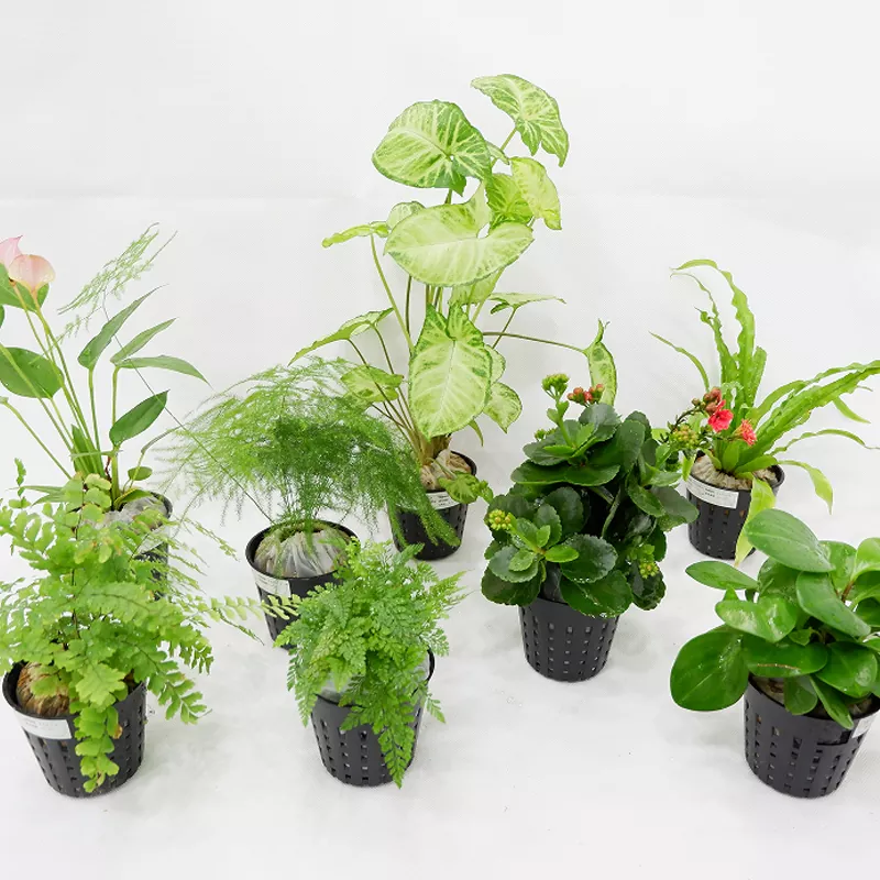 วัสดุ PP กระถางต้นไม้ด้านใน 3 นิ้ว